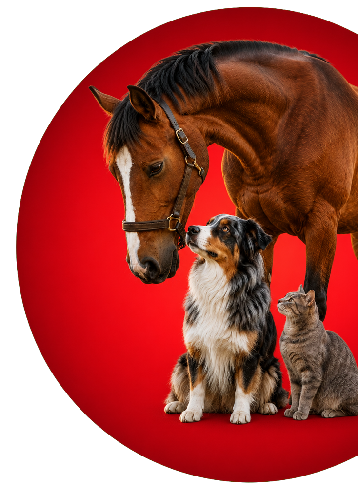 Pferd, Hund und Katze als Symbol f&uuml;r die integrative Tiermedizin im TGZ Idstein